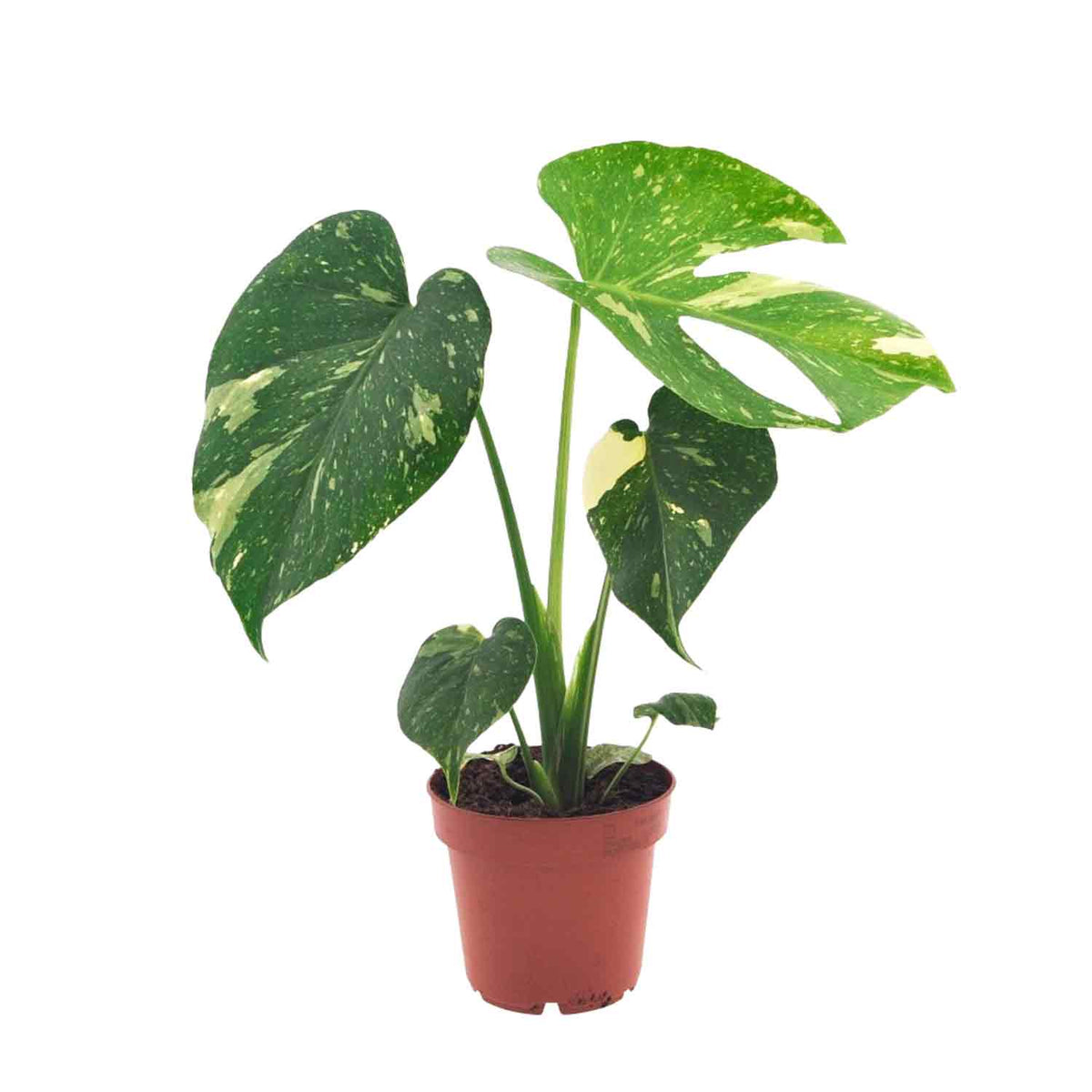 Monstera 'Thais Constellation' 12cm