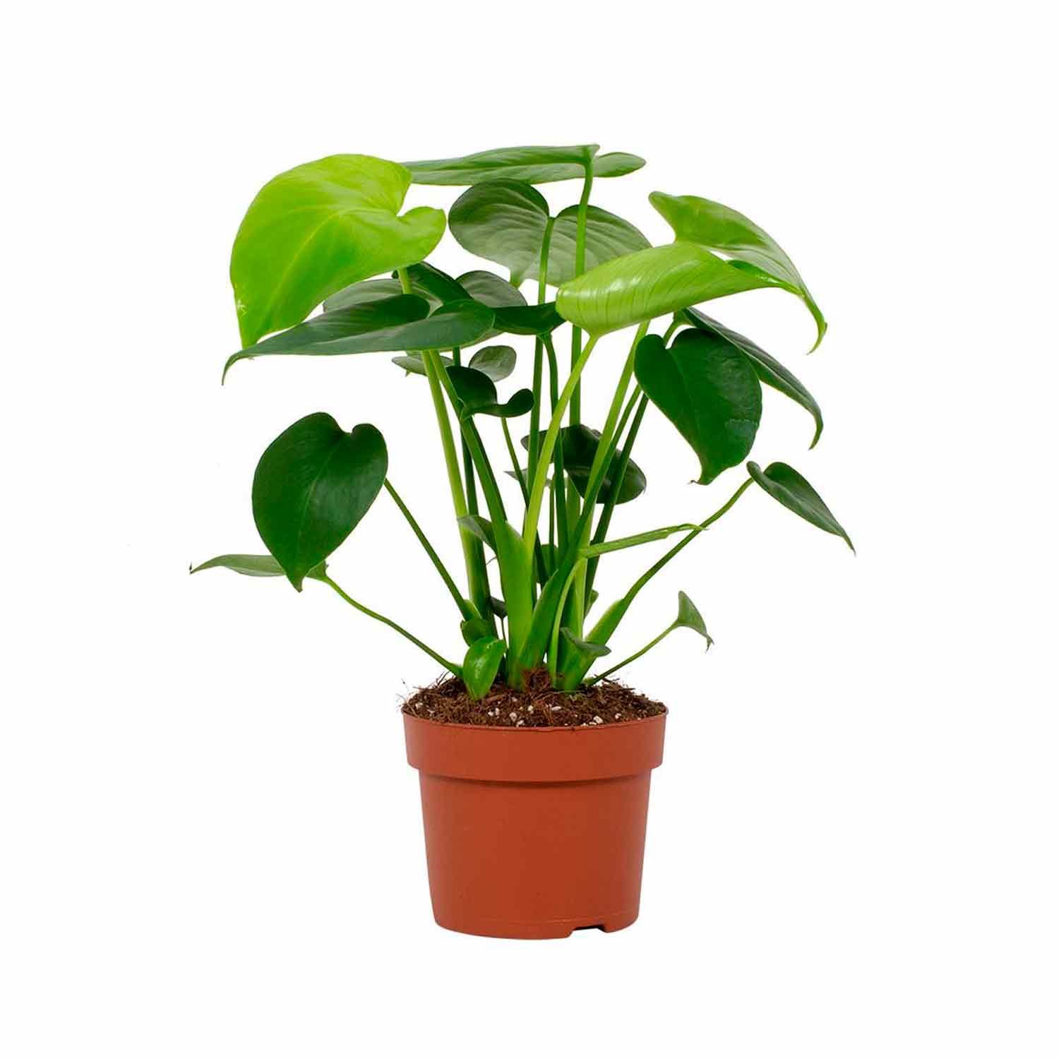 Monstera deliciosa Tauerii 12cm