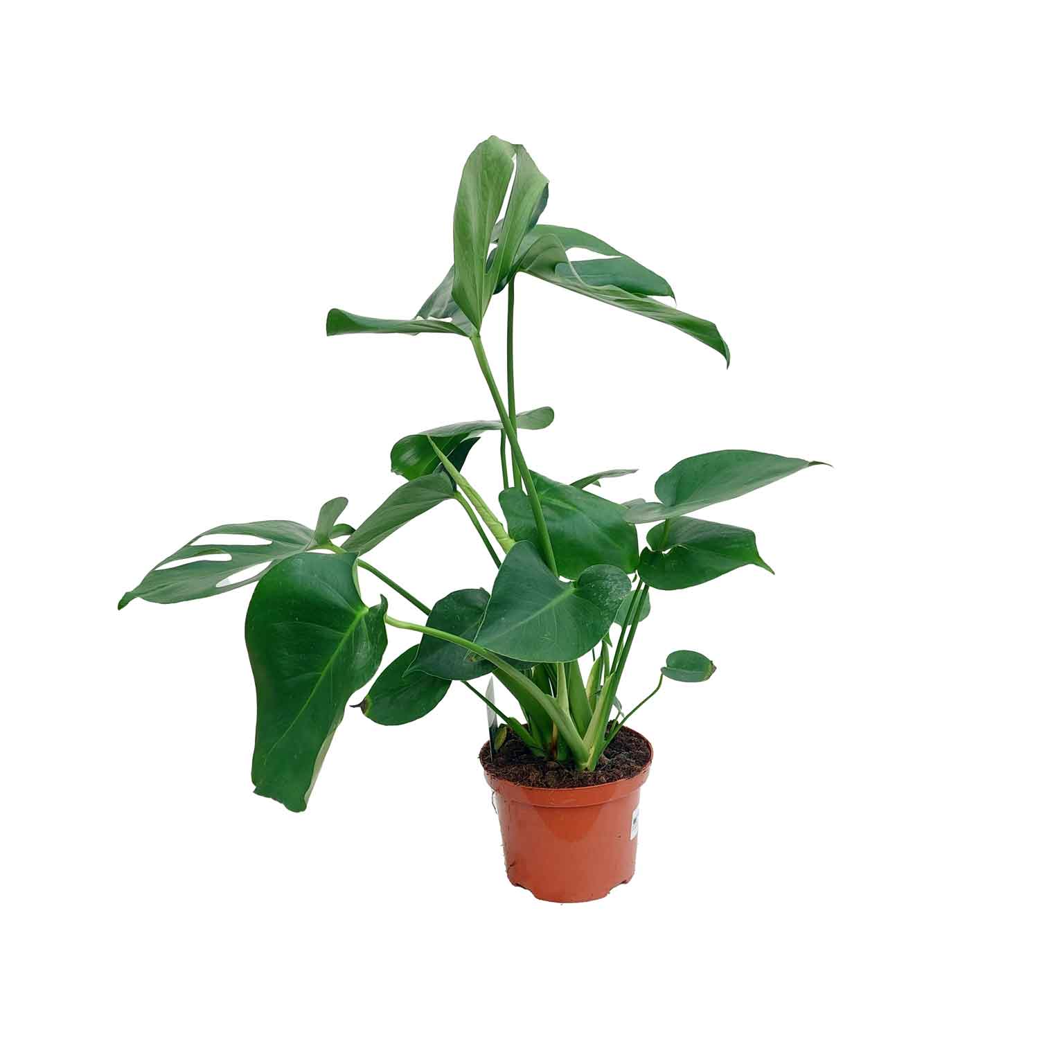 Monstera deliciosa 17cm