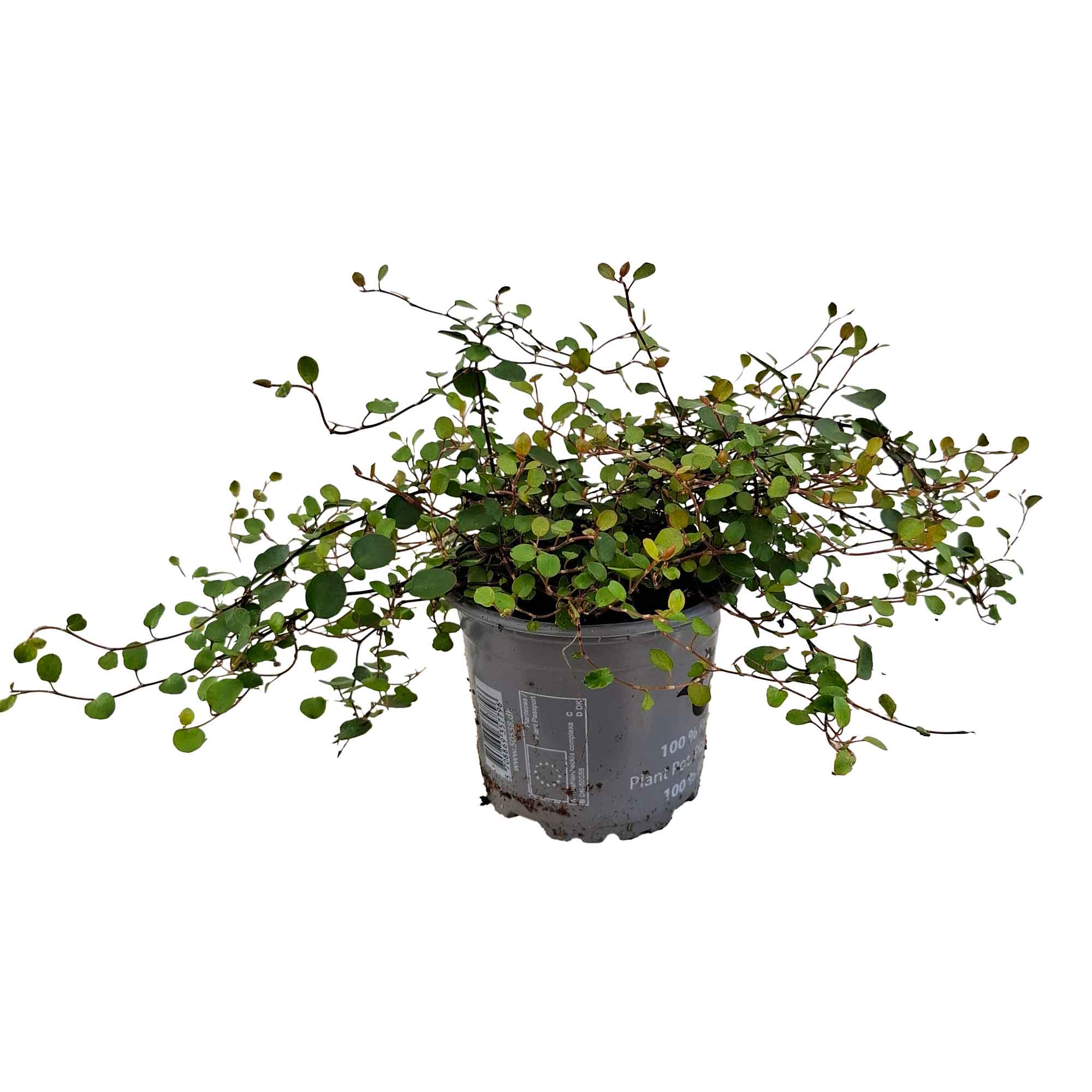 Muehlenbeckia complexa Mao'ri 11cm