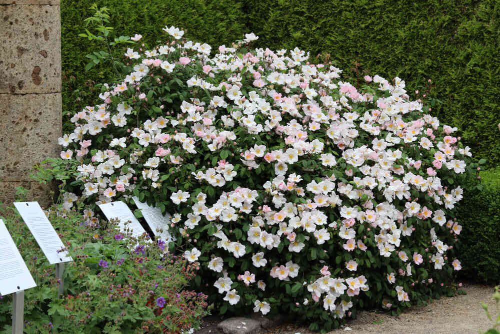 Mumiekransrose - Rosa richardii