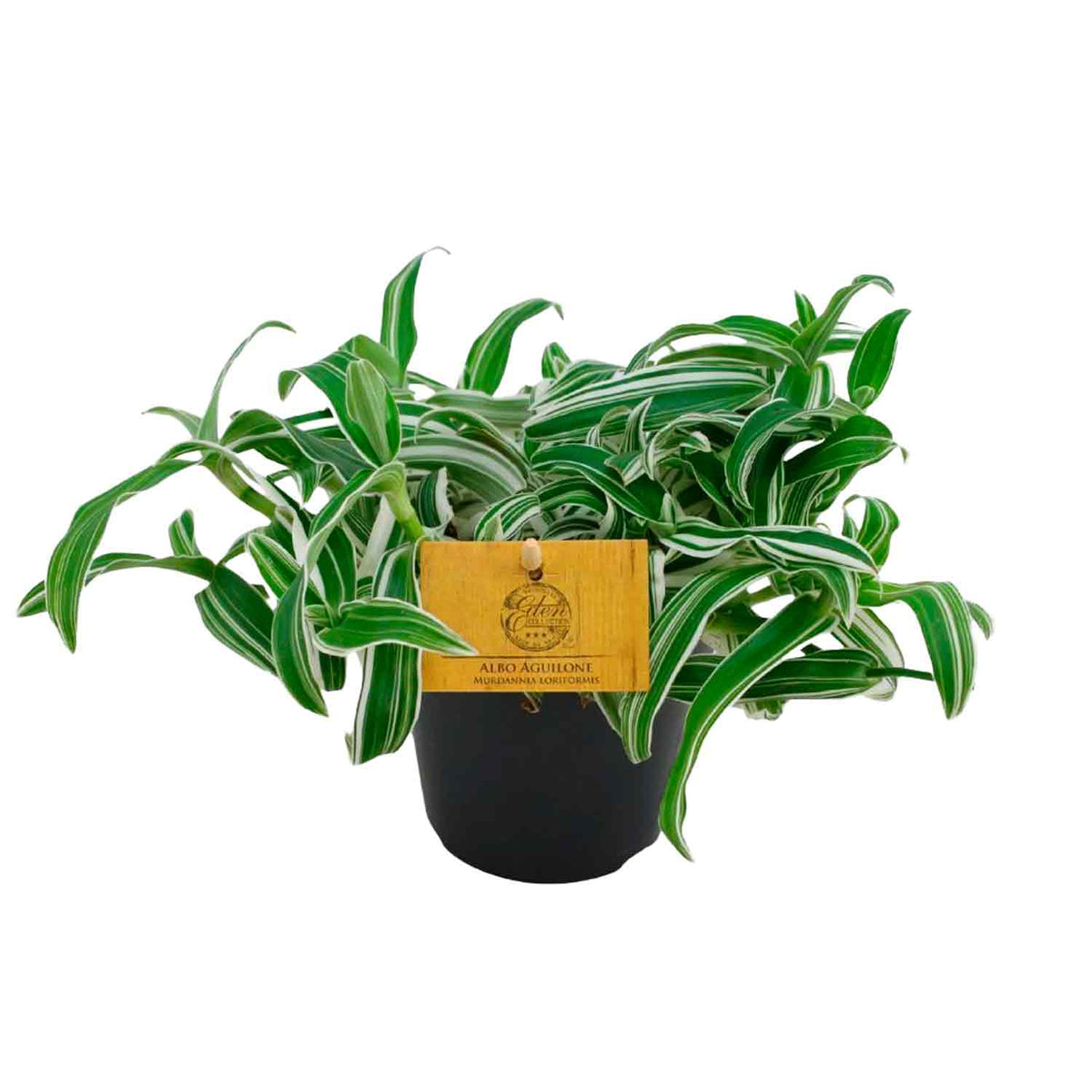 Murdannia loriformis Alba Aquilone 12cm