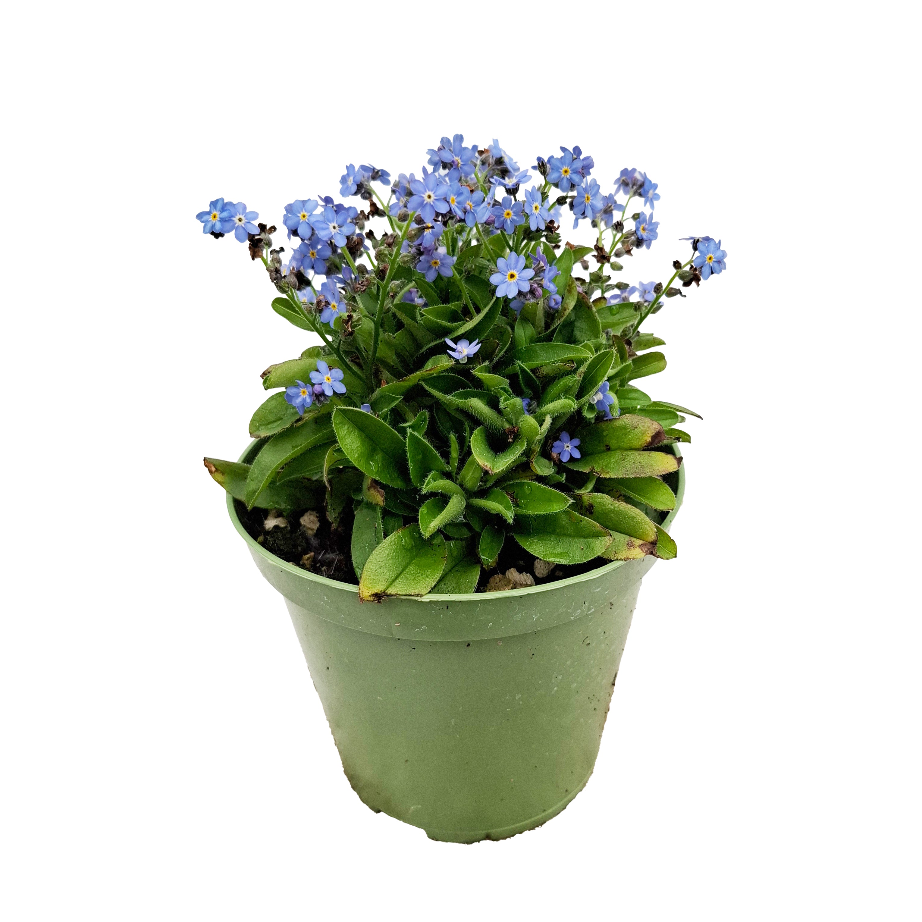 MYOSOTIS BUSH D14