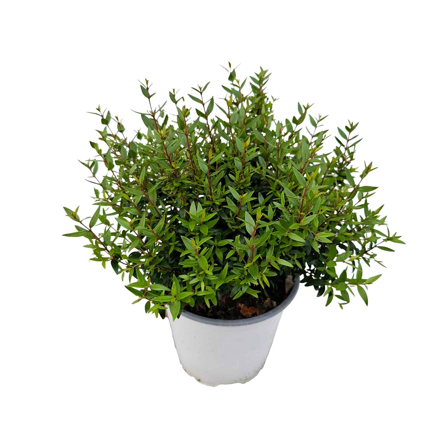 MYRTUS CESP.D14