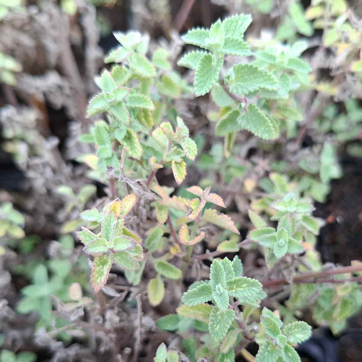Nepeta 'Grol' P9