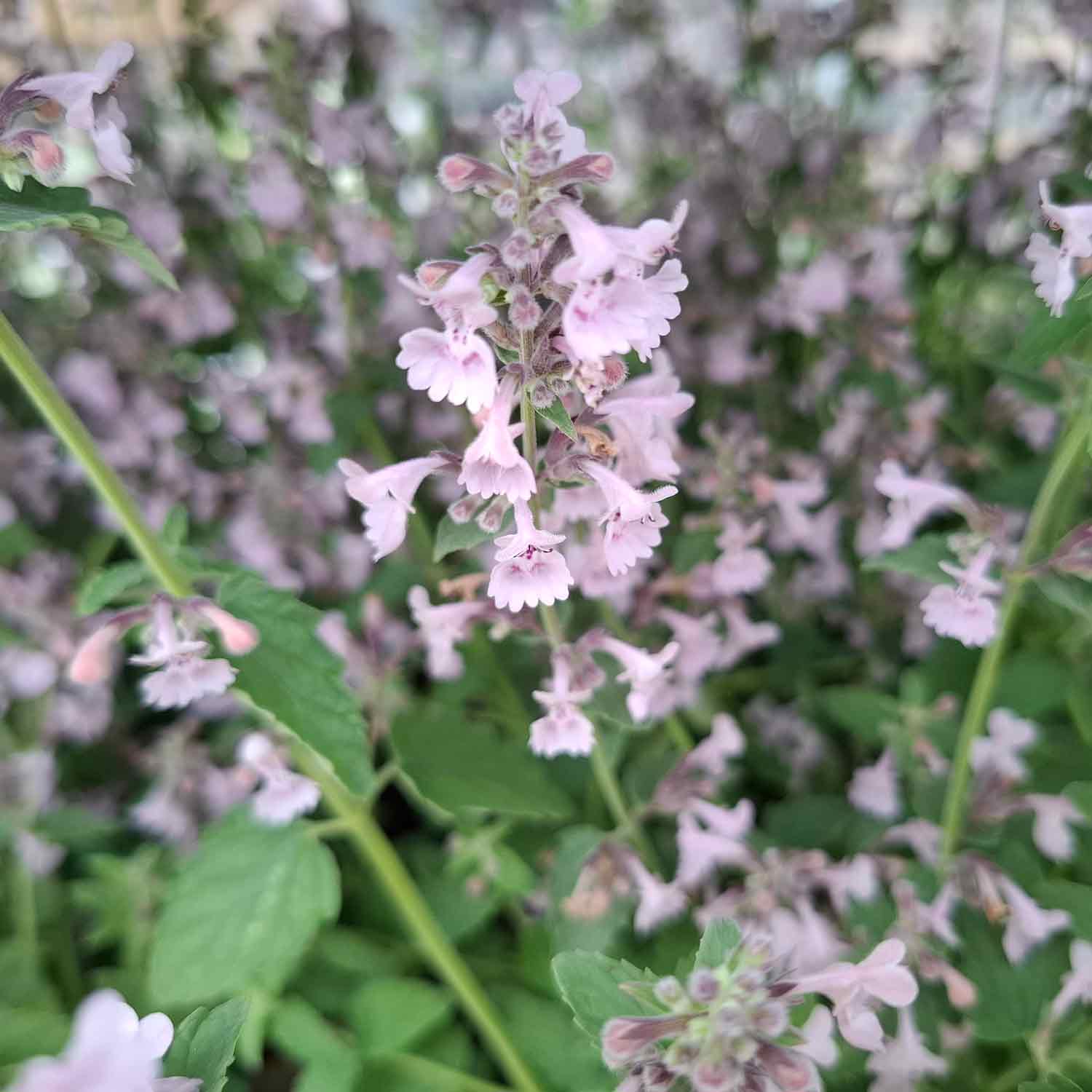 Nepeta racemosa 'Amelia' 1L