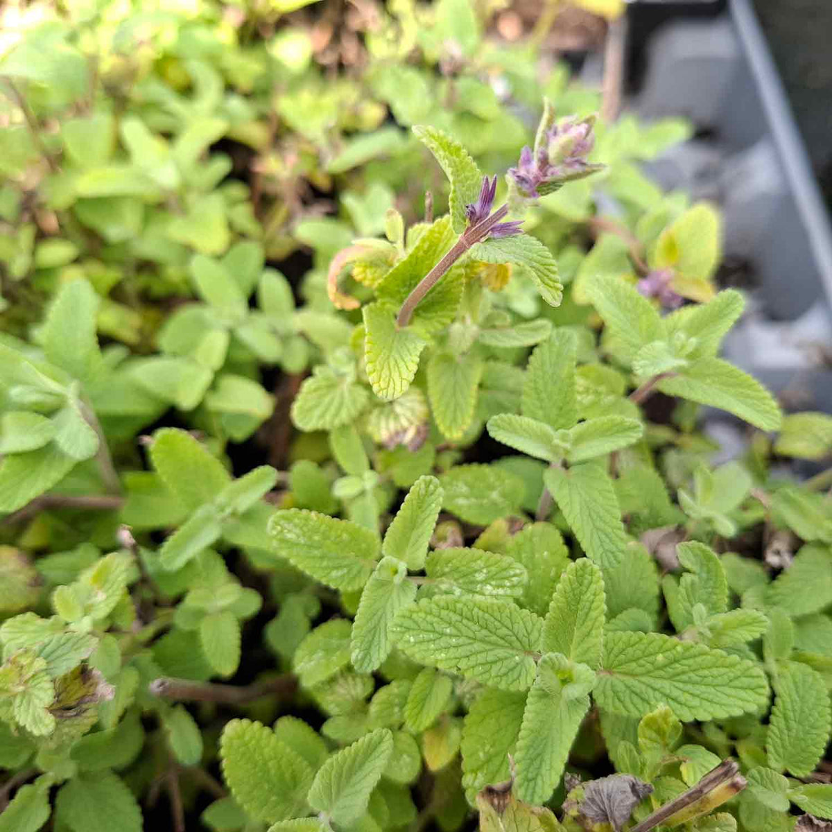 Nepeta racemosa 'Grog' P9