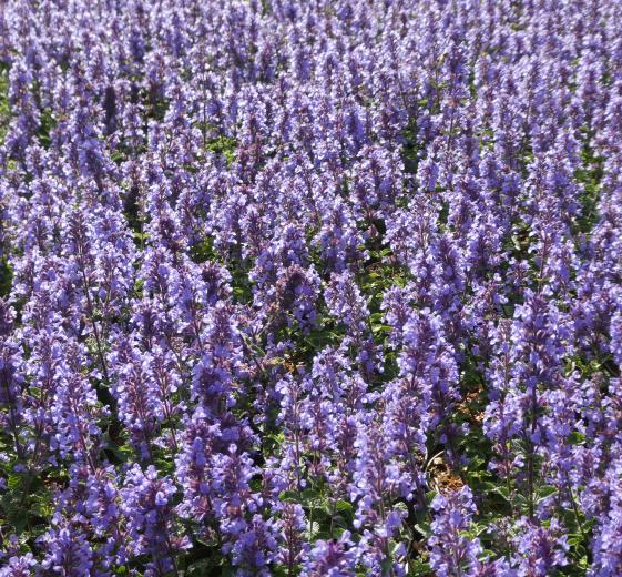 Nepeta faassenii 'Cat's Pajamas'(R) 11C