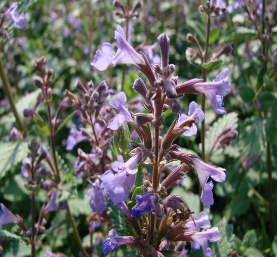Nepeta grandiflora. 'Vildkatt' 1L