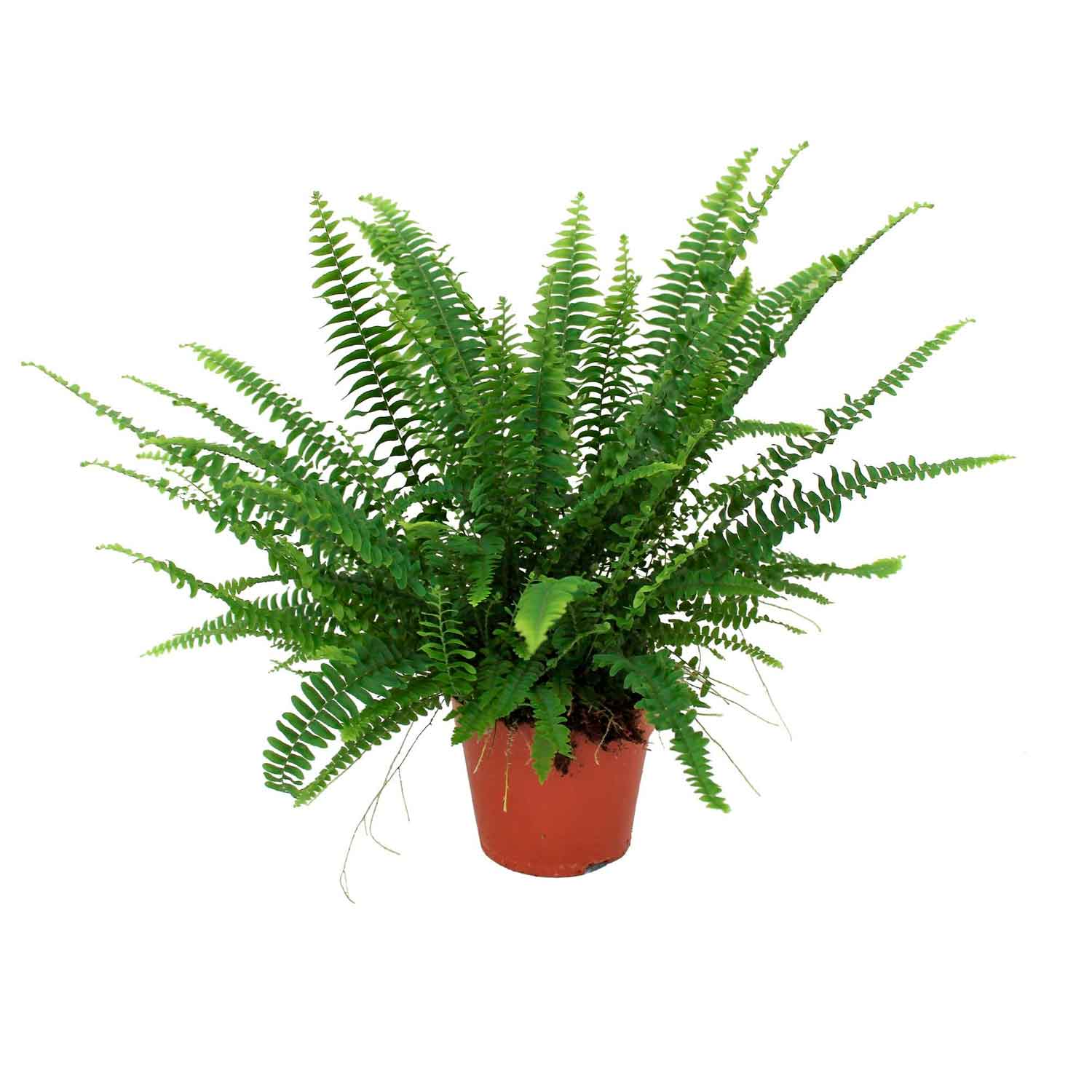 Nephrolepis ex. 'Green Lady' 14cm