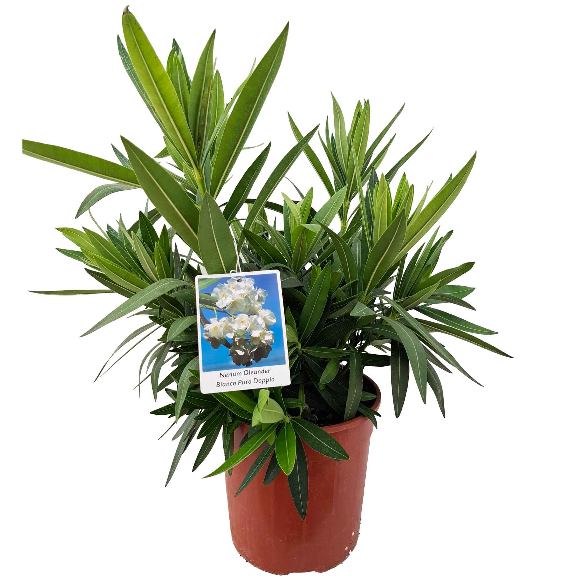 Nerium Oleander Bianco Puro Doppio D19