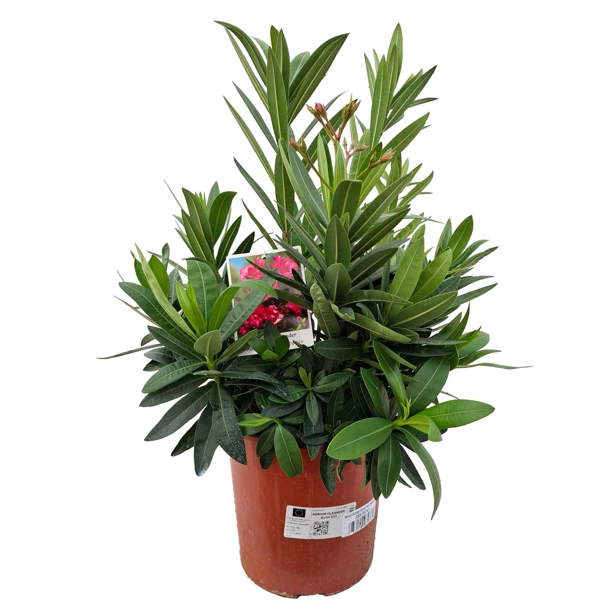 Nerium Oleander Rosa Doppio D19