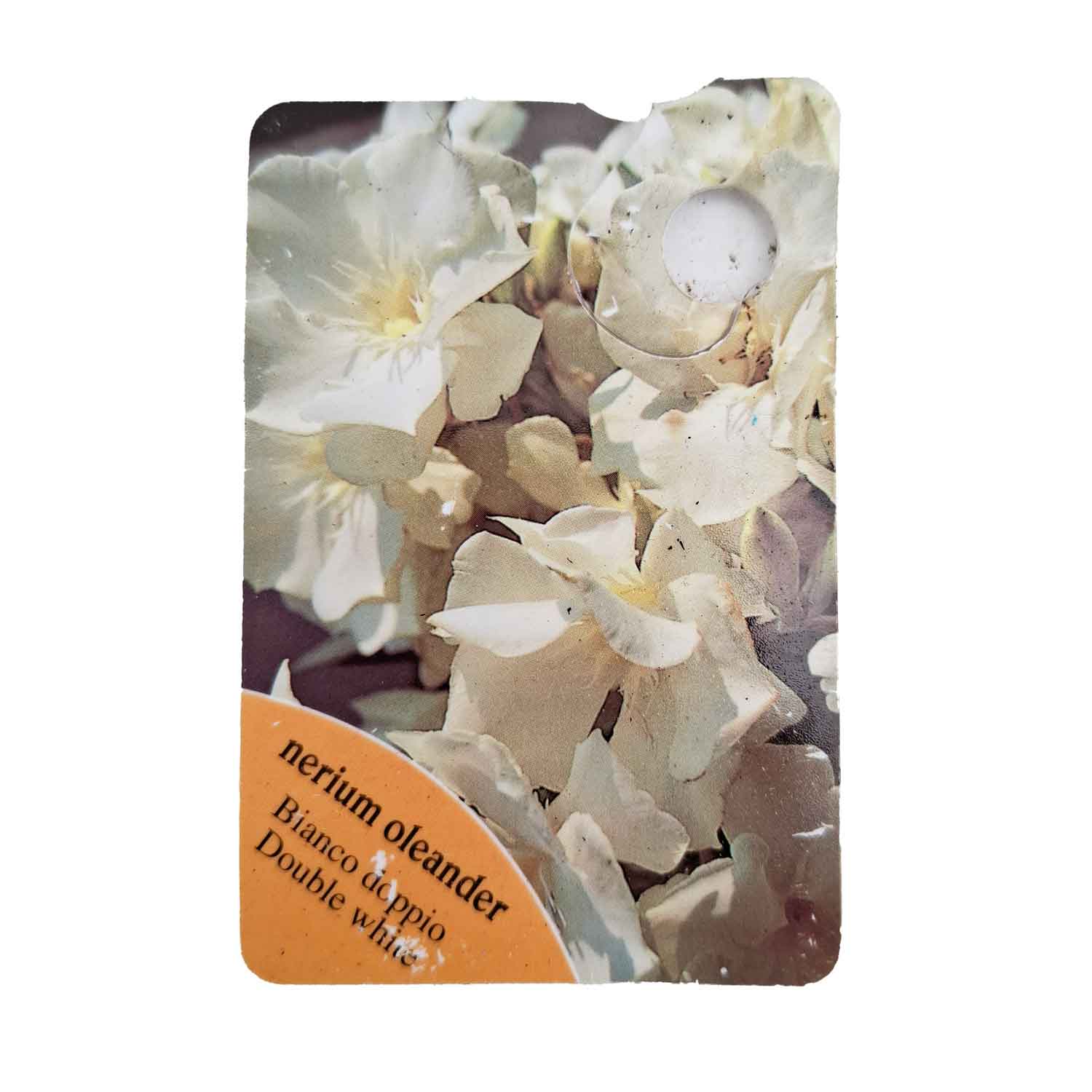Nerium Oleander Bianco doppio D18