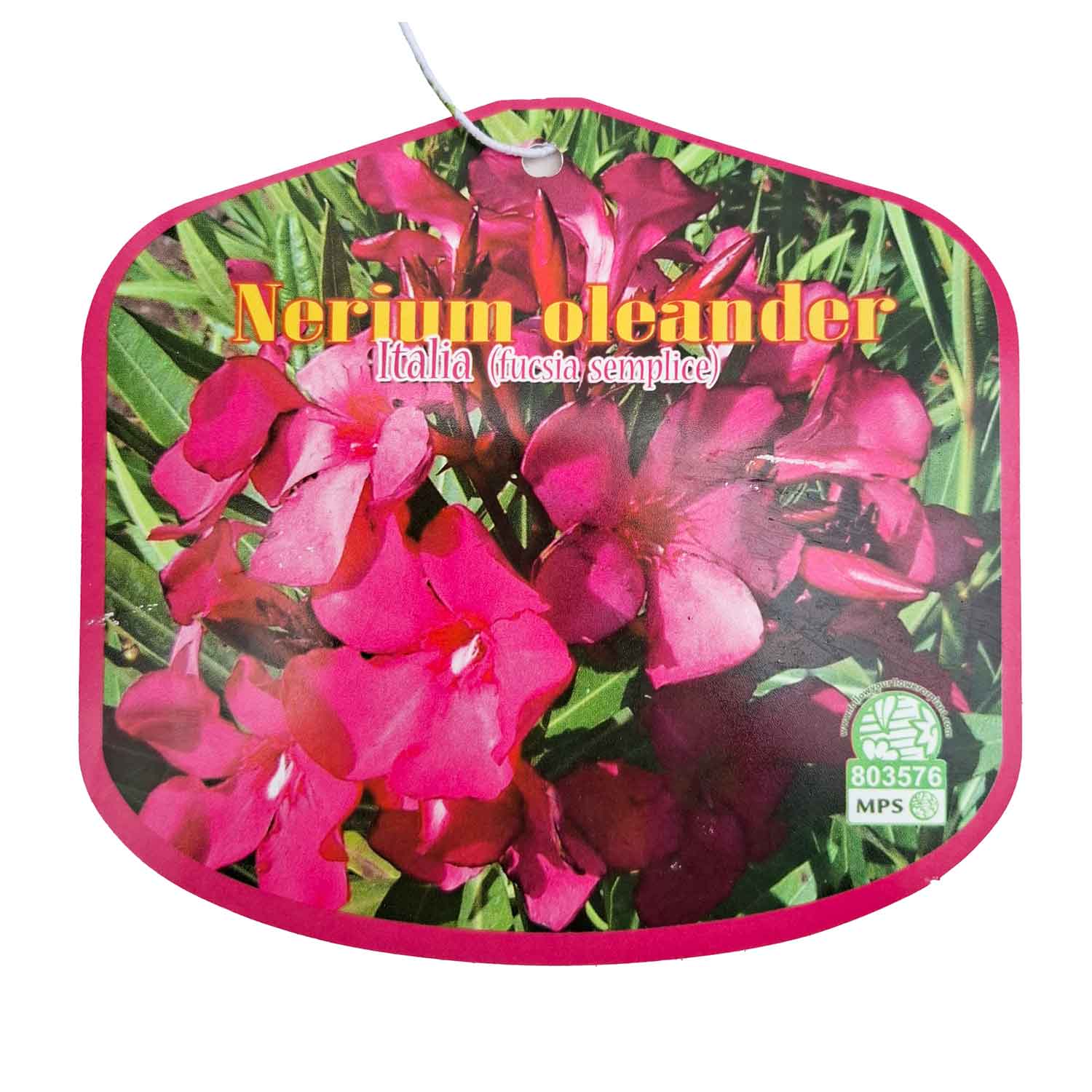 Nerium Oleander Italia (Fuchsia semplice) D18