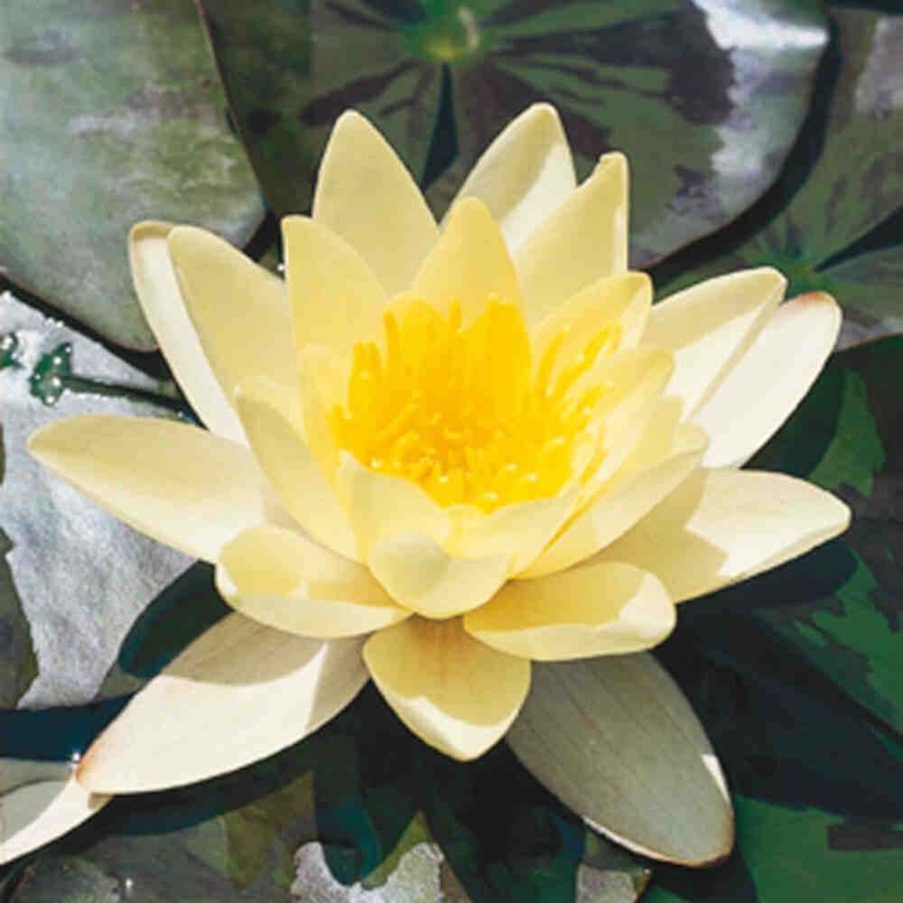 Nymphaea Marliacea Chromatella P9