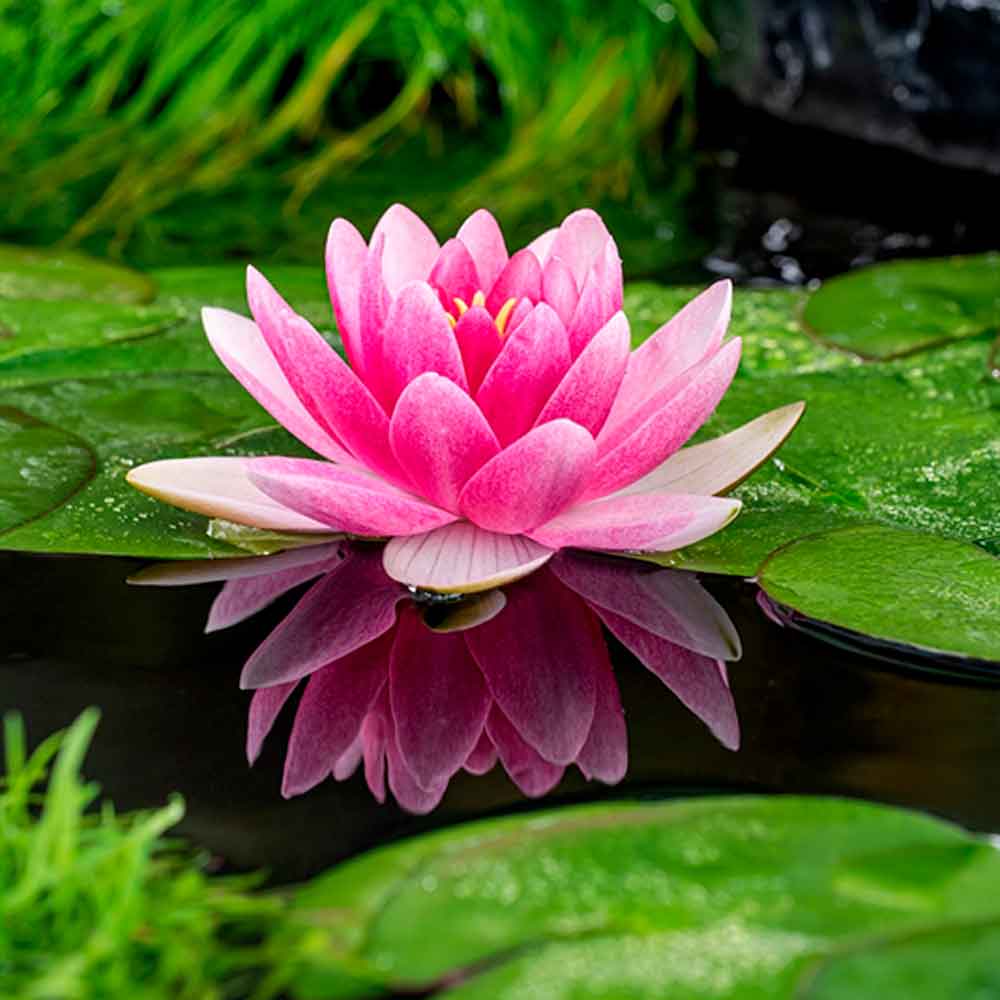 Nymphaea Charles de Meurville P9