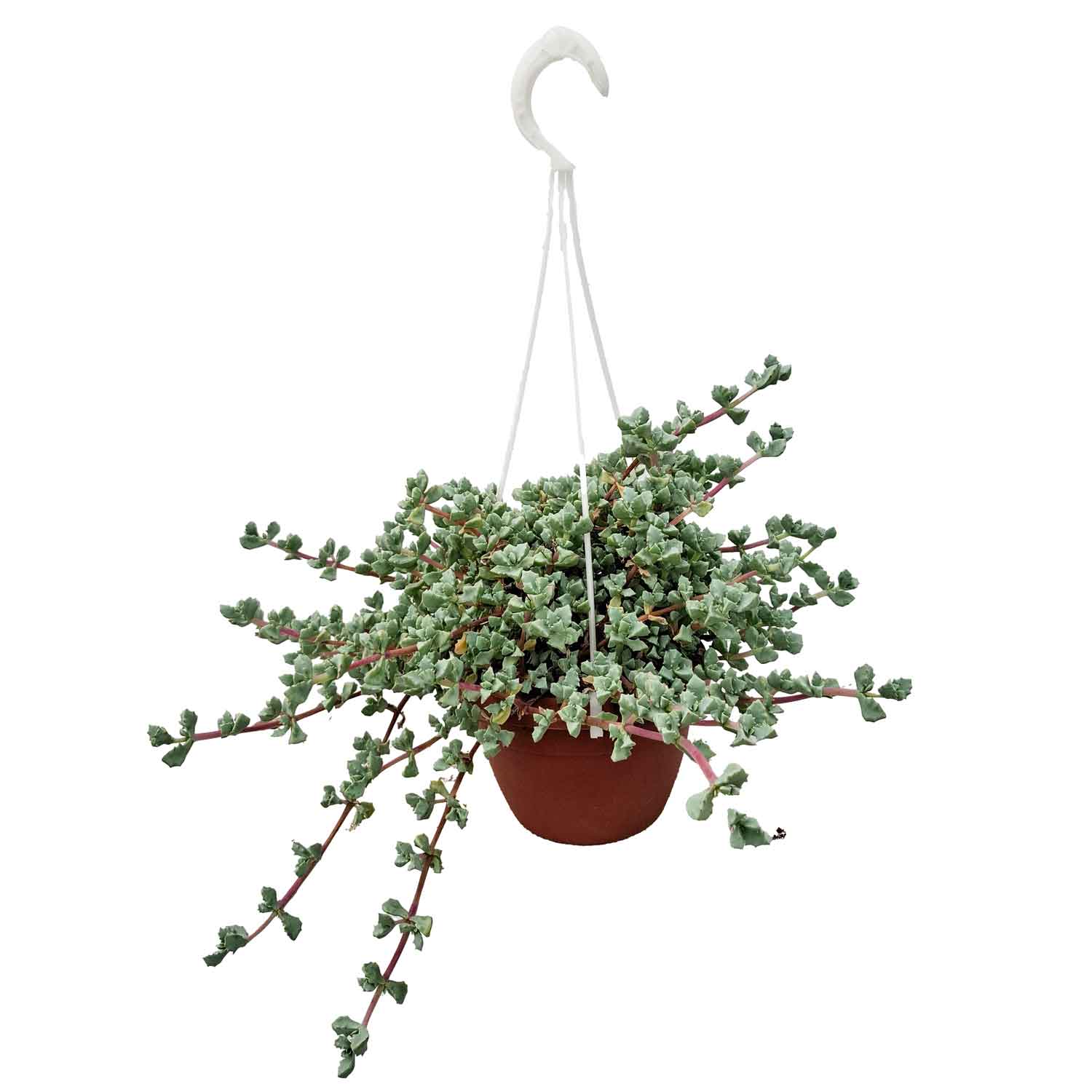 OSCULARIA DELTOIDES BASKET D16