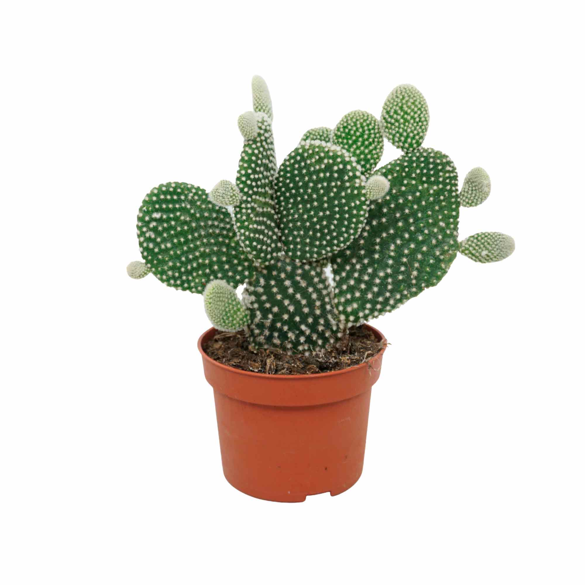 Opuntia micr. 'Albispina' 10,5cm