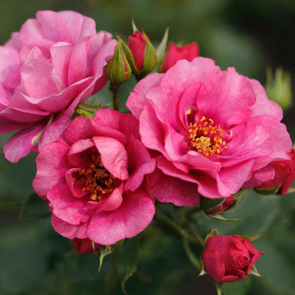 Slyngrose 'Orienta Aladdin'