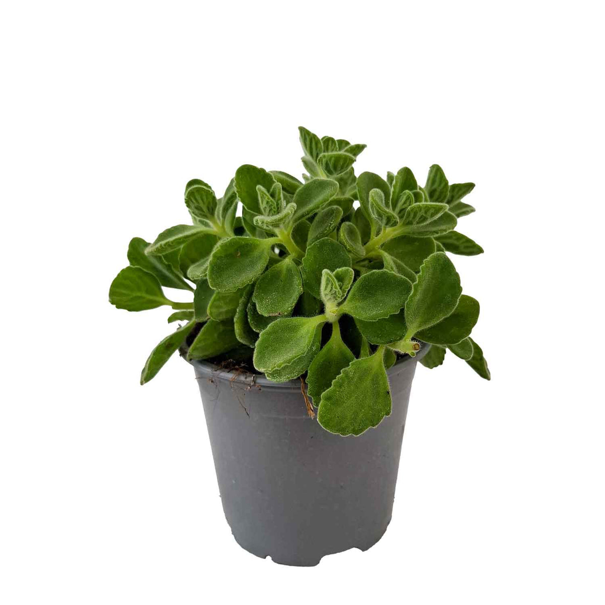 Cubansk oregano - Origanum De Cuba D14