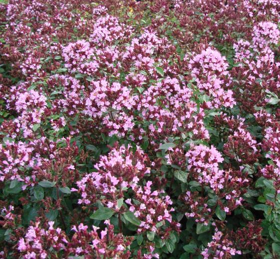 Origanum laevigatum 'Herrenhausen' P9
