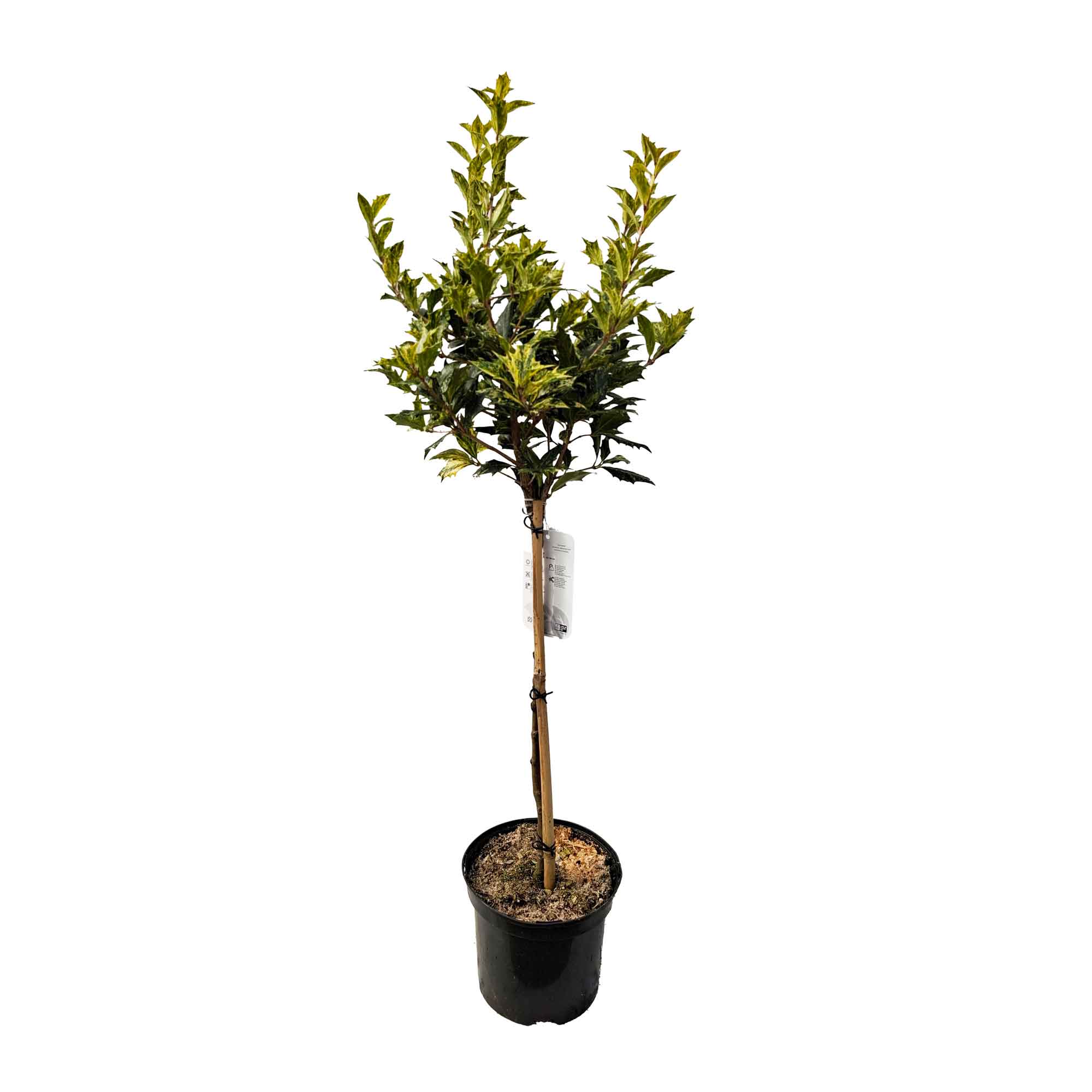 Osmanthus heterophyllus 'Goshiki' 3L 40cm st