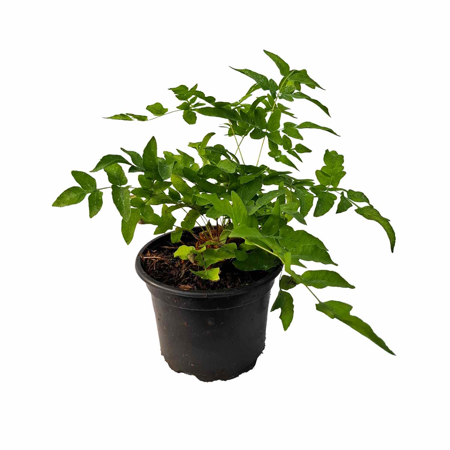 Osmunda regalis 2L