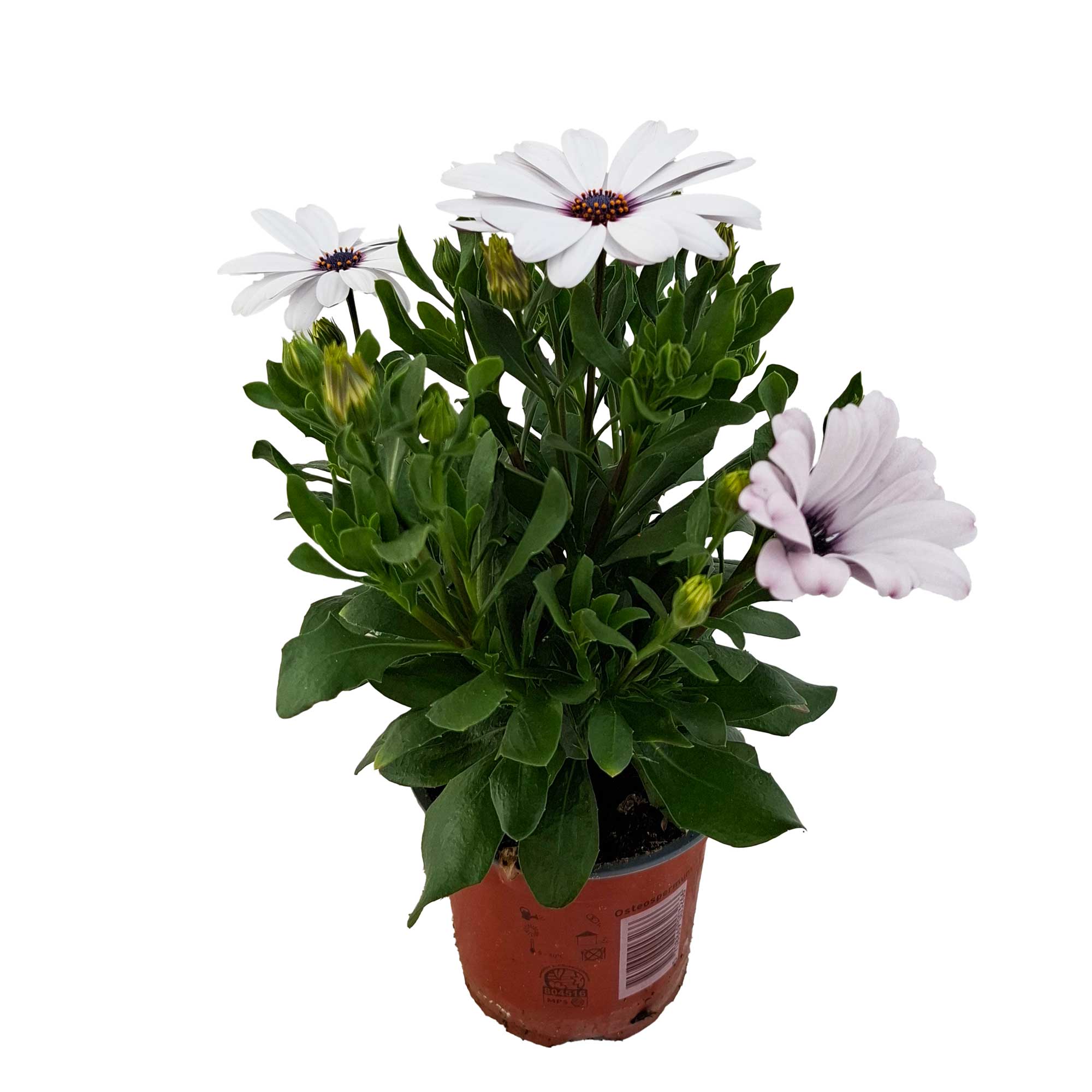 OSTEOSPERMUM ECKLONIS 11cm