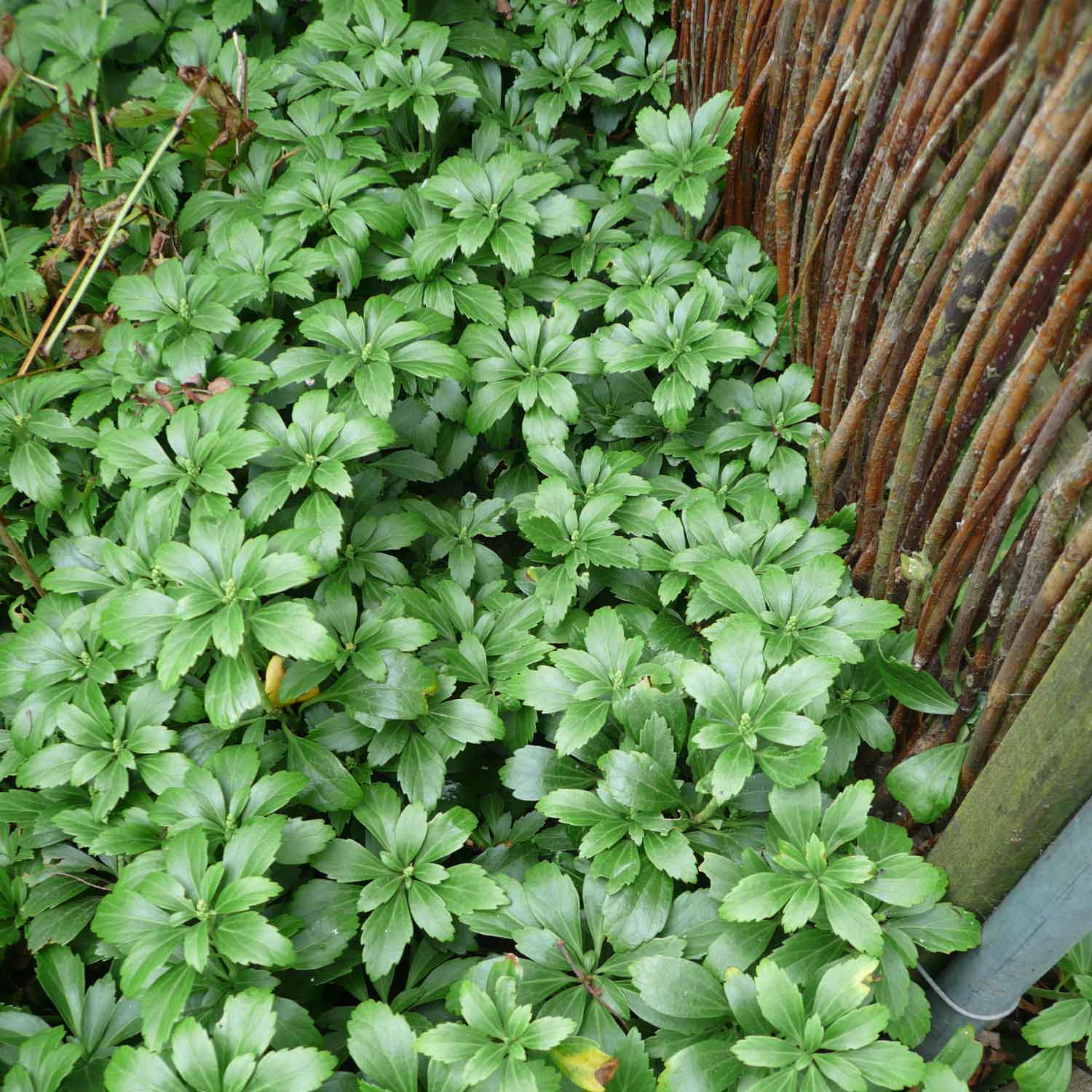 Pachysandra term. 'Gröna mattan' P9