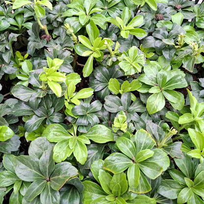Pachysandra term. 'Green Sheen' P9