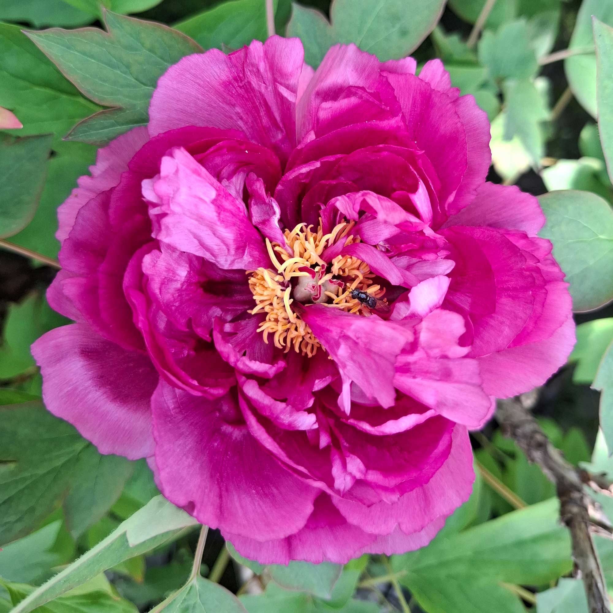 Paeonia suffruticosa, Purpur
