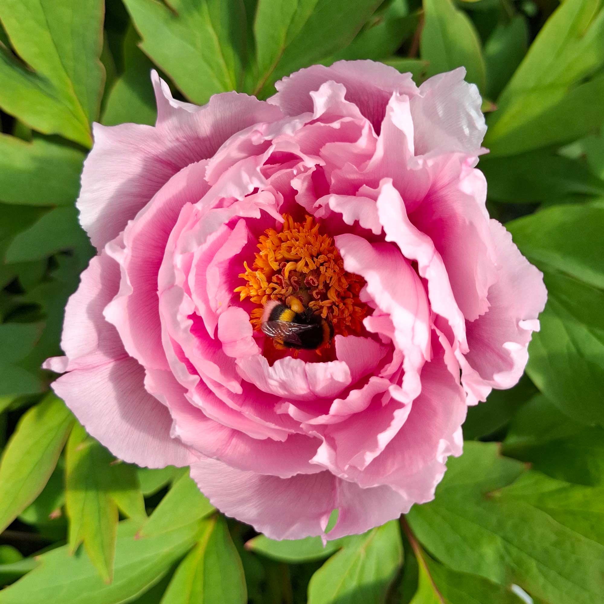 Paeonia suffruticosa, rosa