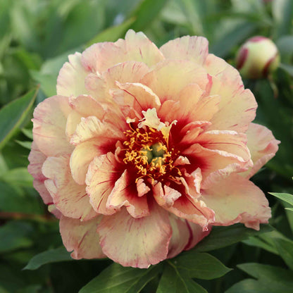 Paeonia 'Copper Kettle'