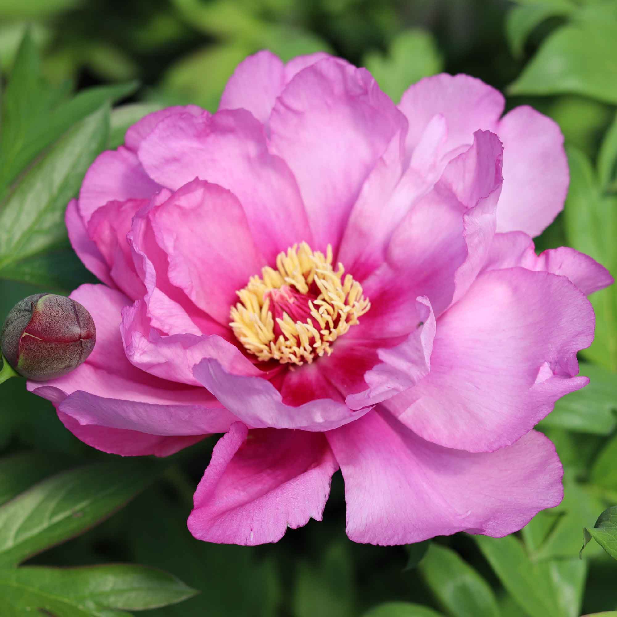 Peony Itoh hybrid - Paeonia 'First Arrival'