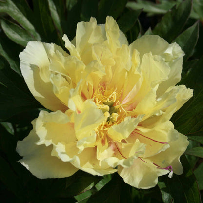 Pæon Itoh-hybrid - Paeonia 'Lemon Dream'