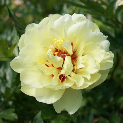 Peony Itoh hybrid - Paeonia 'Yellow Waterlily'