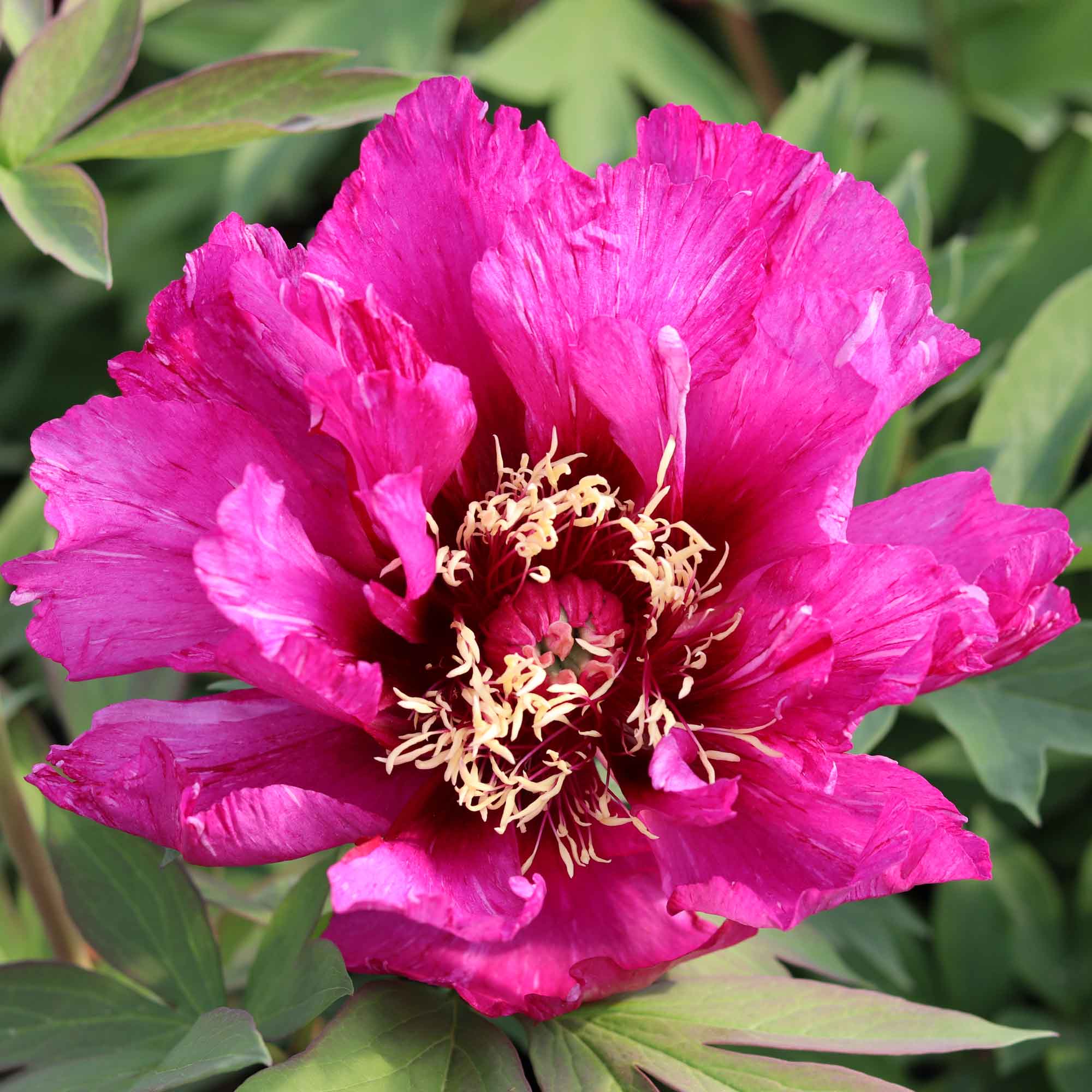 Peony Itoh hybrid - Paeonia 'Morning Lilac'