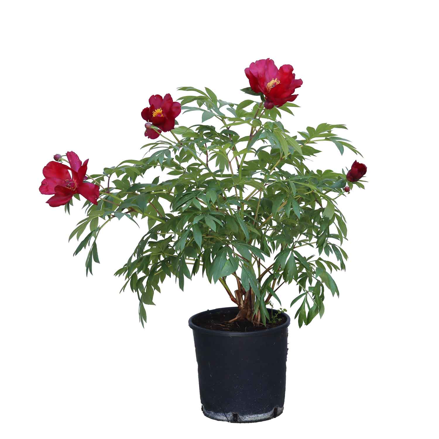 Paeonia itoh 'Scarlet Heaven'