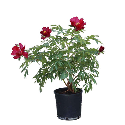 Paeonia itoh 'Scarlet Heaven'