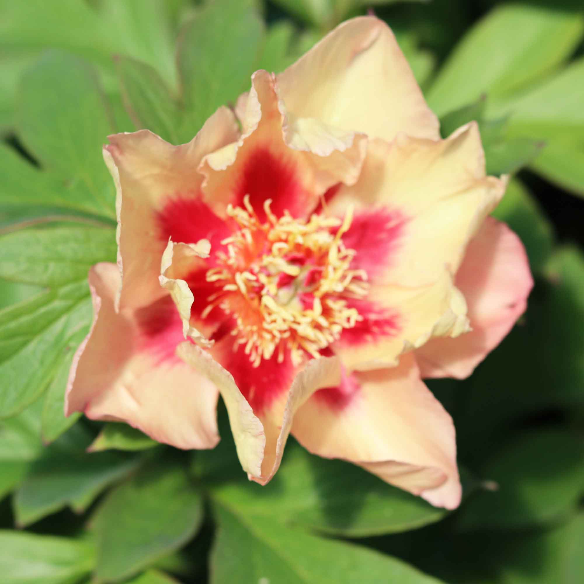 Paeonia itoh hybrid 'Sonoma Apricot'