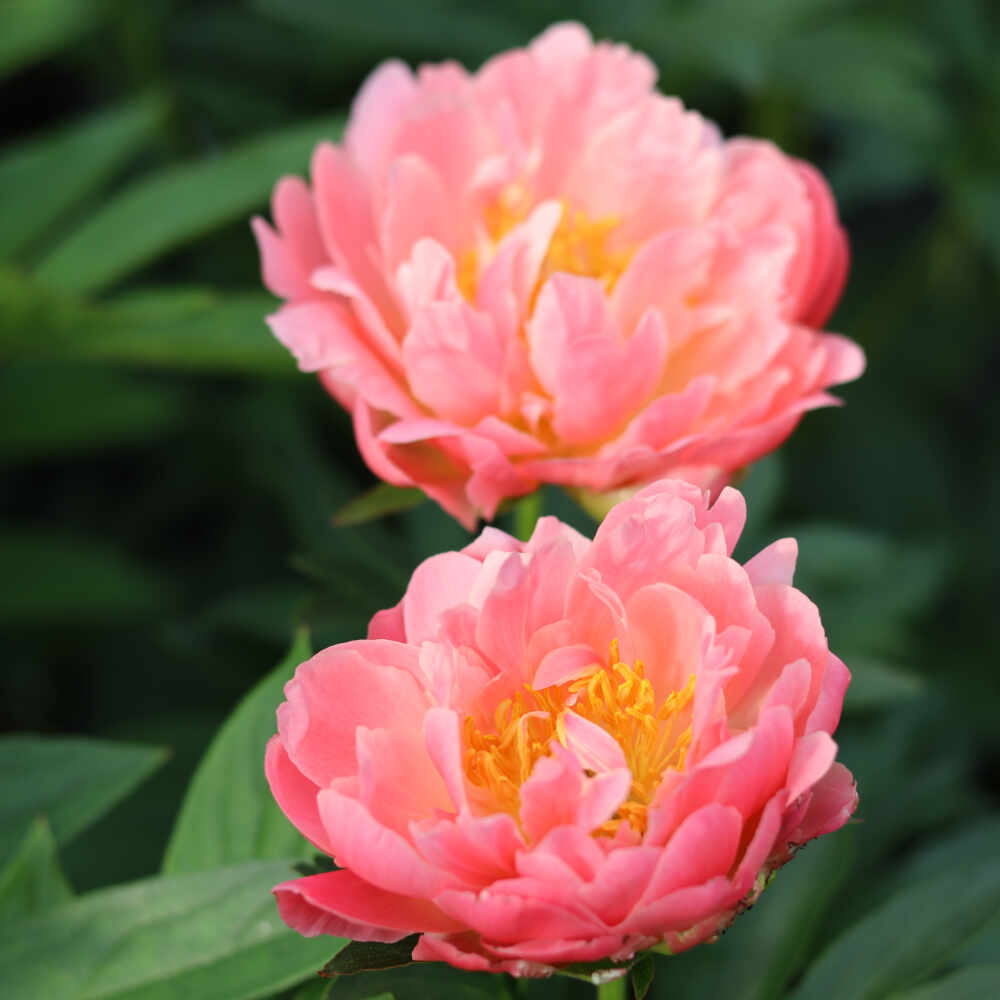 Silk Peony - Paeonia lactiflora 'Pink Hawaiian Coral'