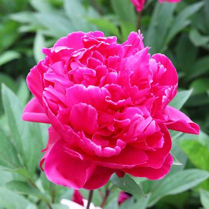 Paeonia lactiflora 'Louis van Houtte'