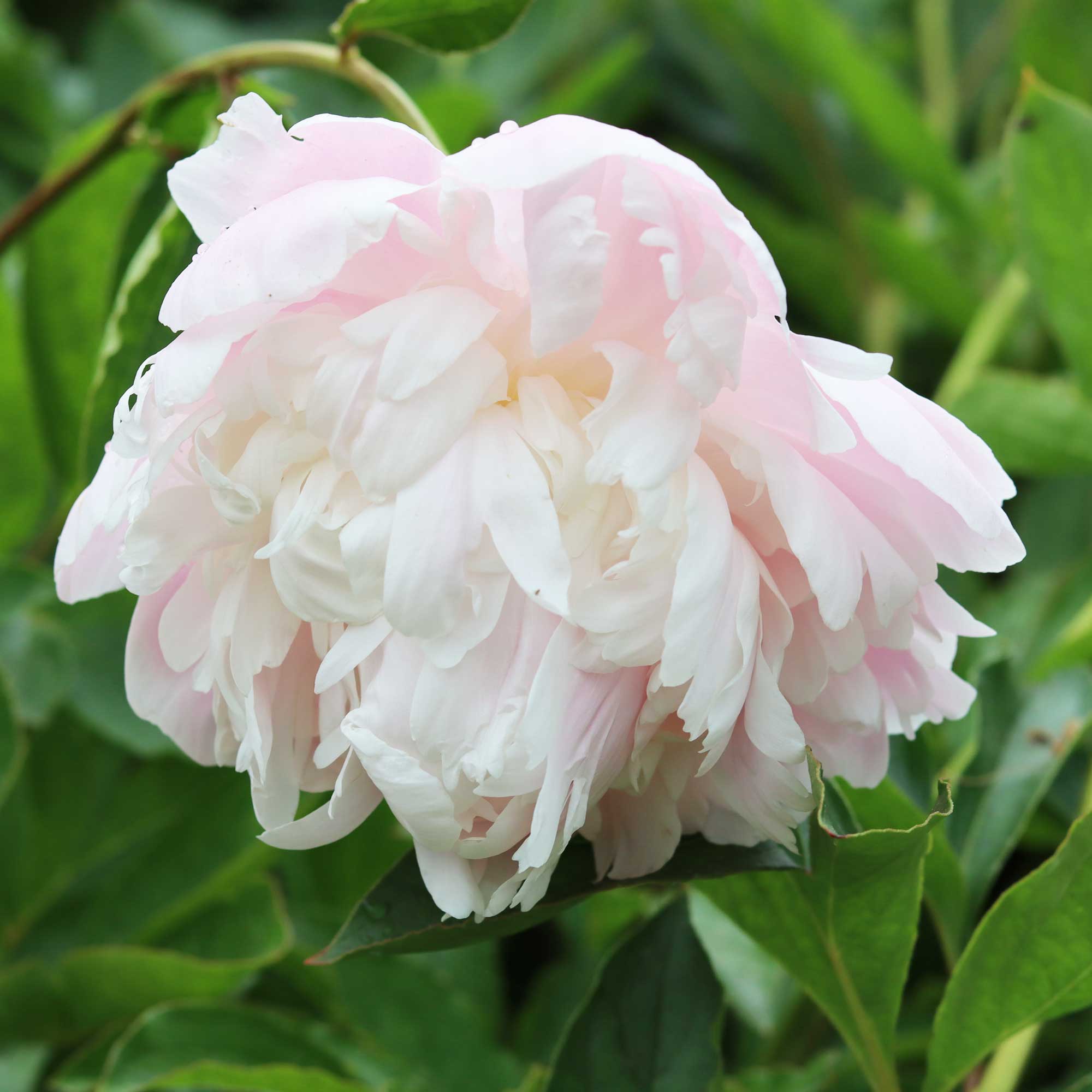 Silkep on Paeonia Lactiflora Moon River silkep-on-paeonia-lactiflora-moon-river