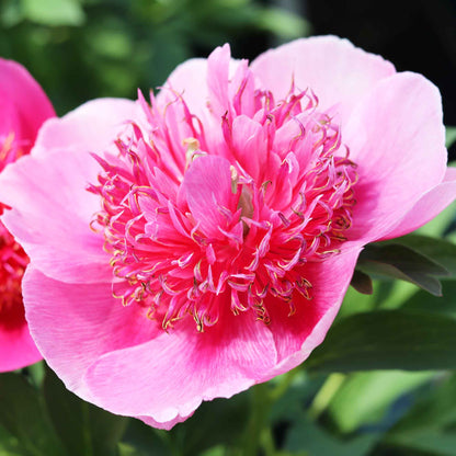 Paeonia officinalis 'Anemoniflora'