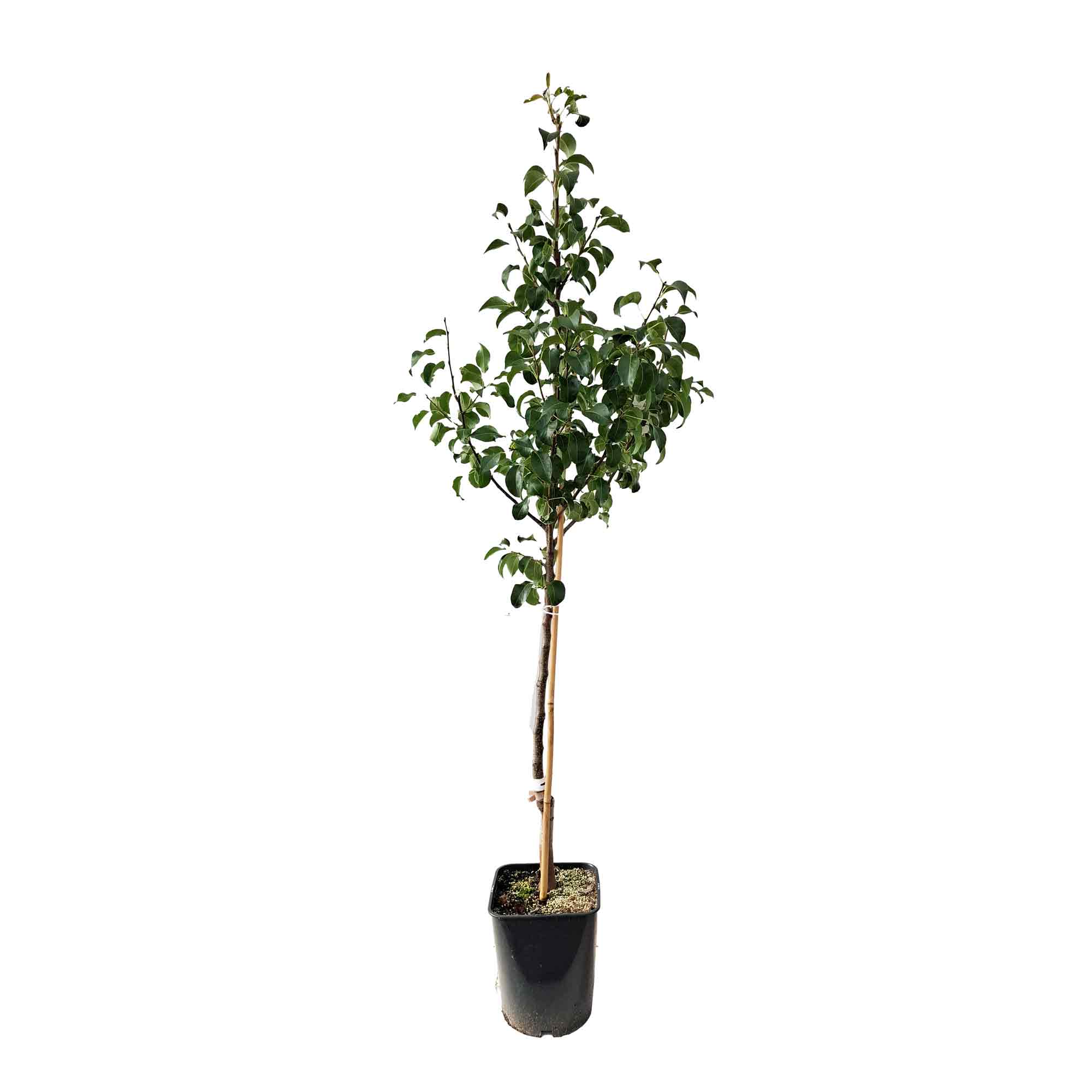 Päronträd - Pyrus communis 'Clara Frijs'