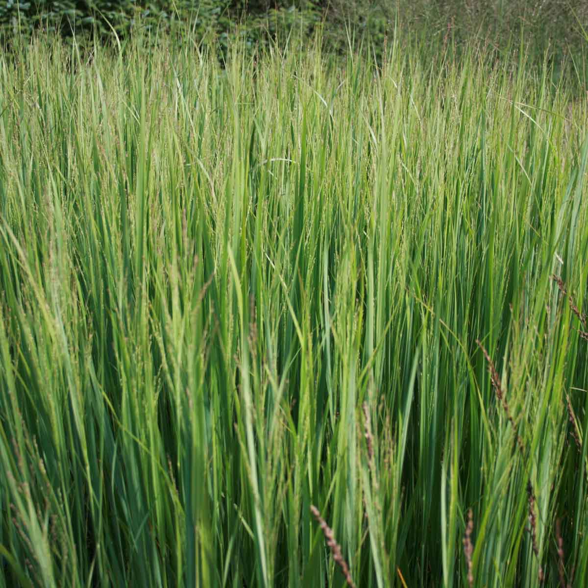 Panicum virgatum 'Northwind' C5