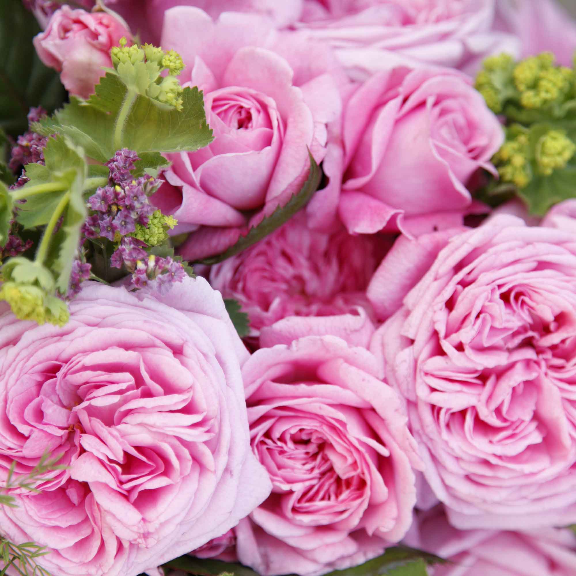 Rose Rosengräfin Marie Henriette