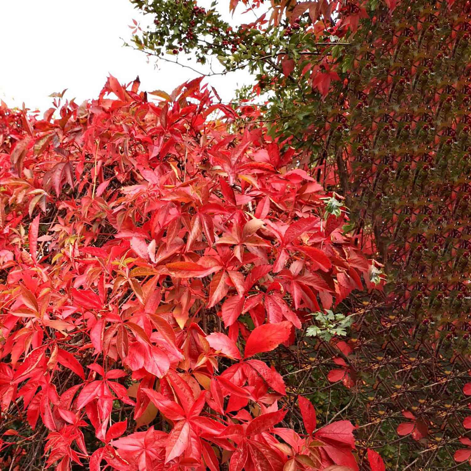 Parthenocissus quinquefolia 'Engelmannii' C2,3 60- 100