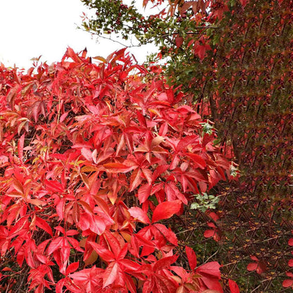 Parthenocissus quinq.engelmannii 150-175cm 5,5L