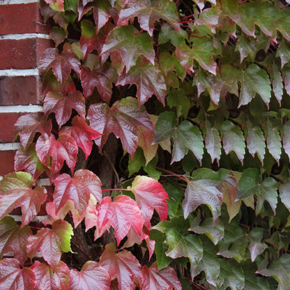 Parthenocissus tr. 'Veitch Boskoop' 150-175cm 5,5L